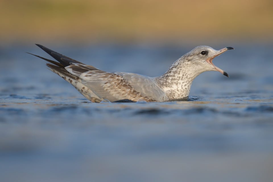 RIng_Billed_Gull_In_Water_jpolak