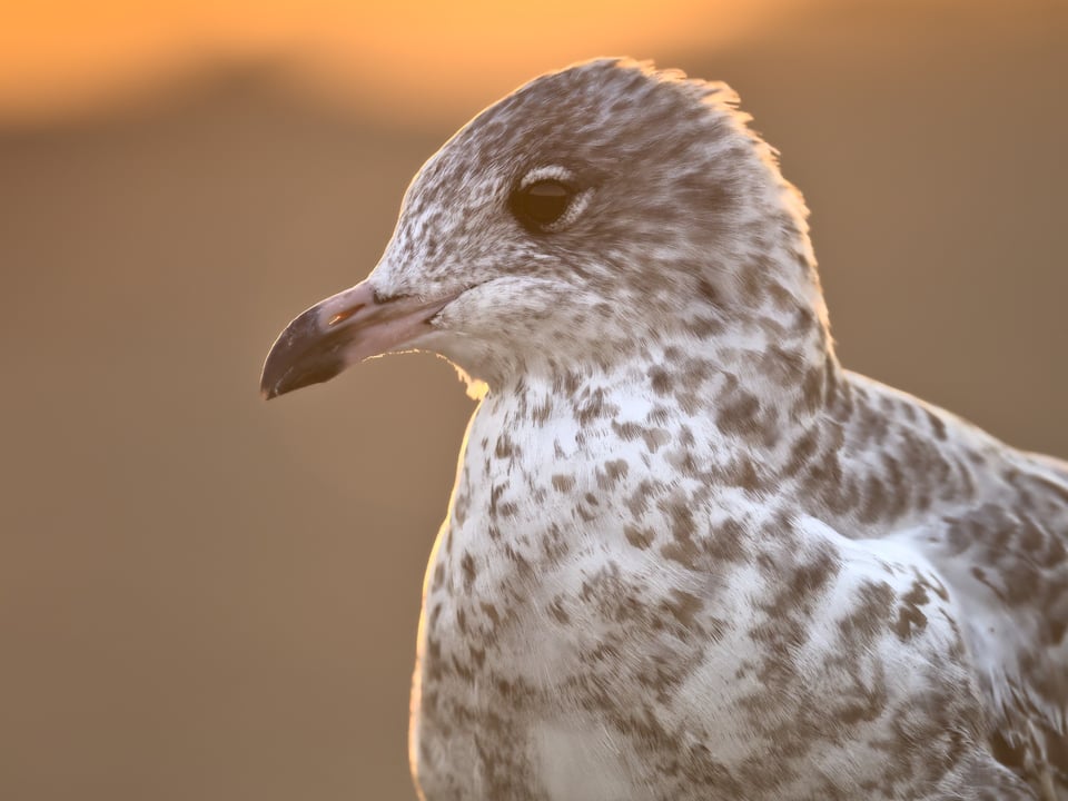 Ring_Billed_Gull_In_Sunlight_jpolak