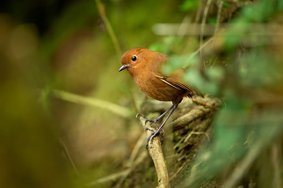 Rufous Antpitta