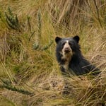 Spectacled Bear_Ecuador_03