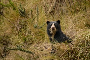 Spectacled Bear_Ecuador_03