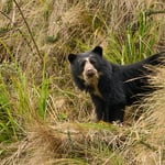 Spectacled Bear_Ecuador_04