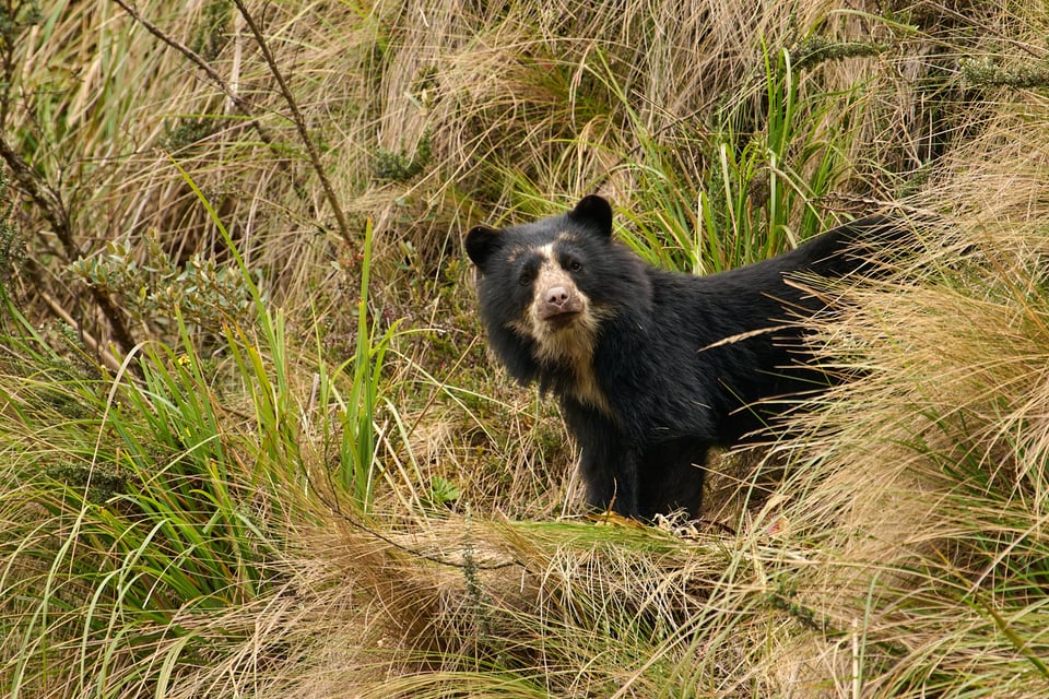 Spectacled Bear_Ecuador_04