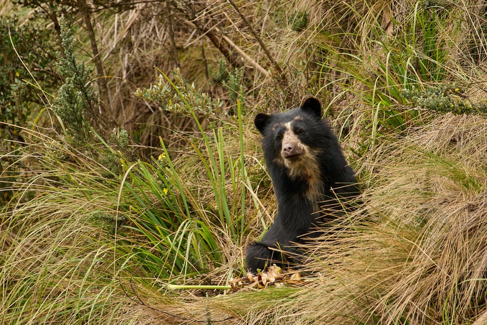 Spectacled Bear_Ecuador_05