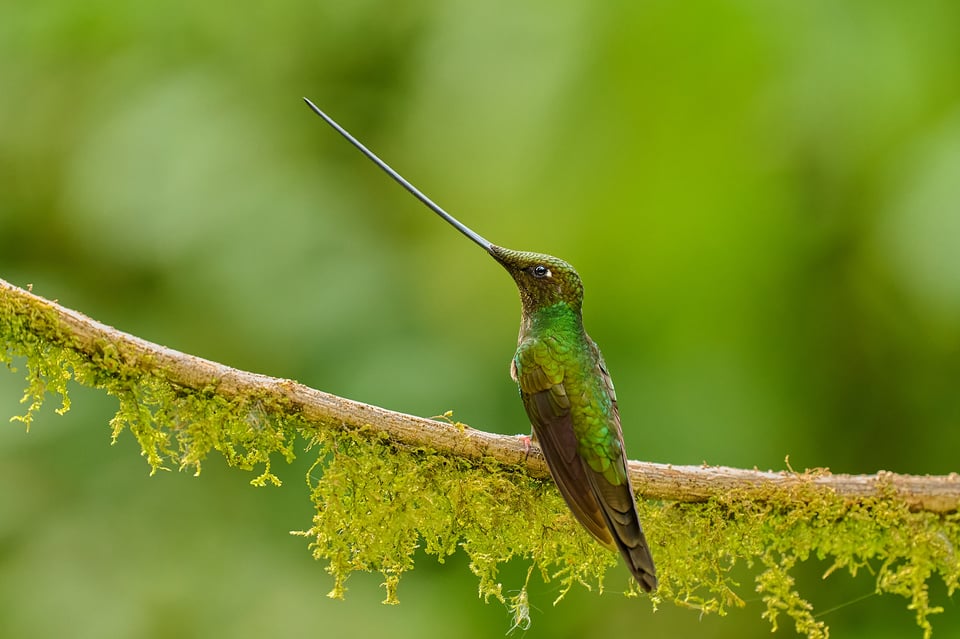 Sword-billed Hummingbird