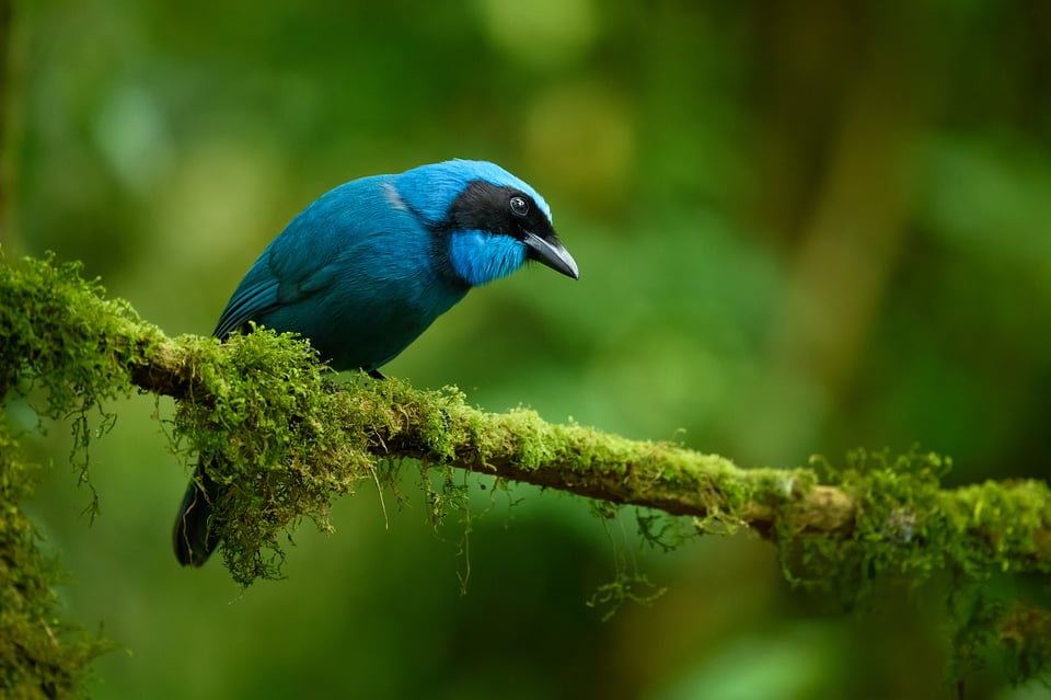 Turquoise Jay