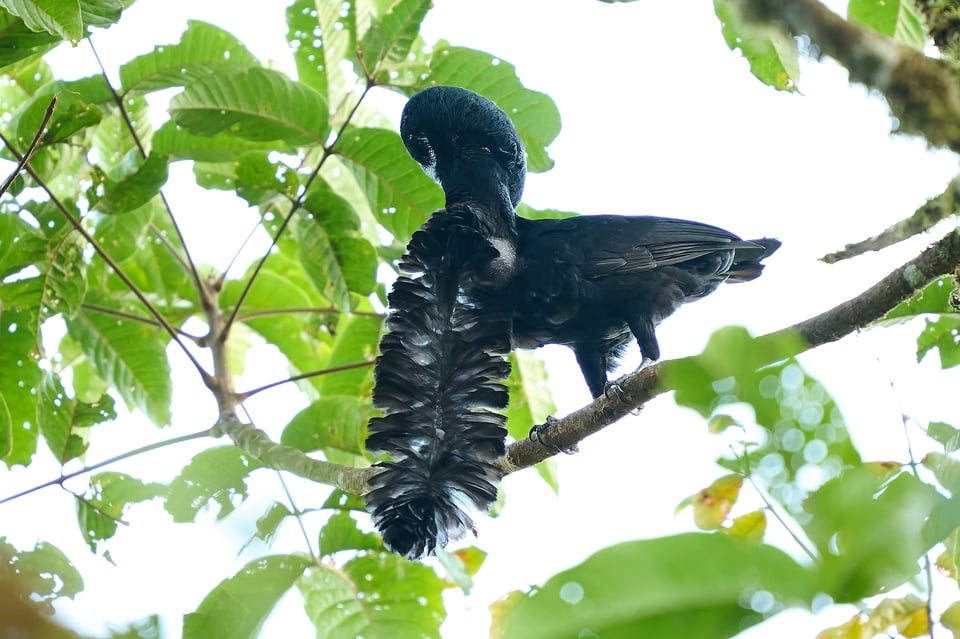 Umbrella bird