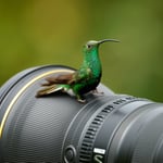 nikon 400mm vs humminbbird