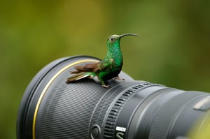 nikon 400mm vs humminbbird