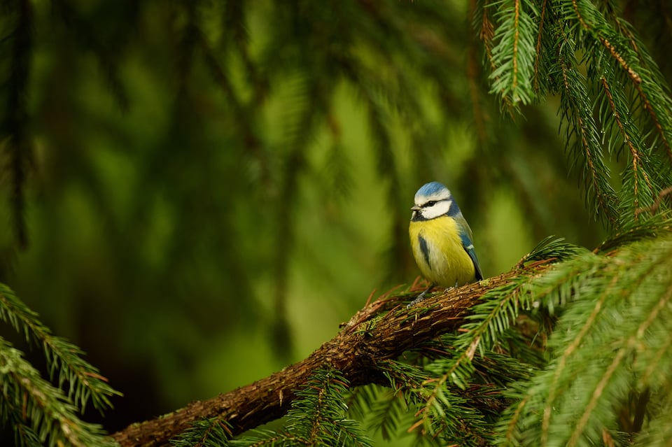 Blue tit_01