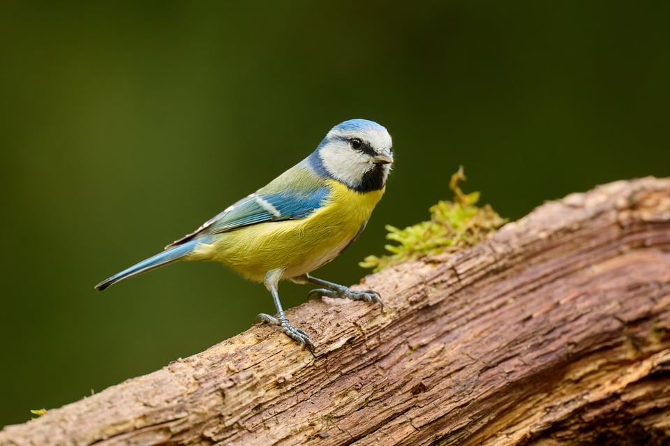 Blue tit bird photo