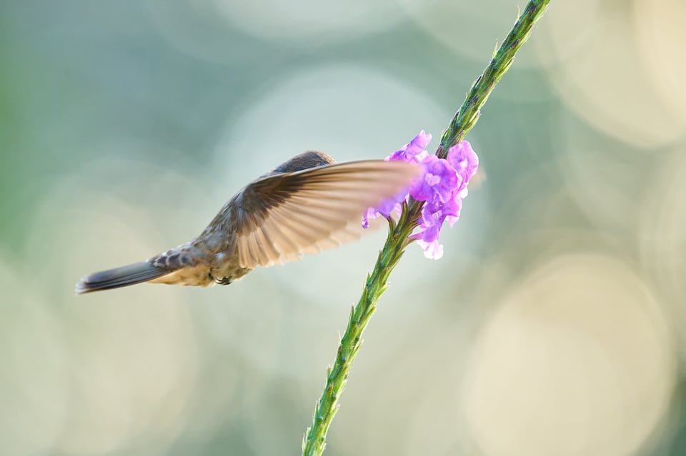 Brown violet-ear