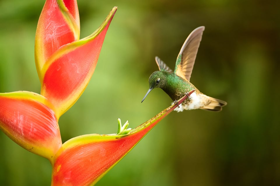 Buff-tailed coronet