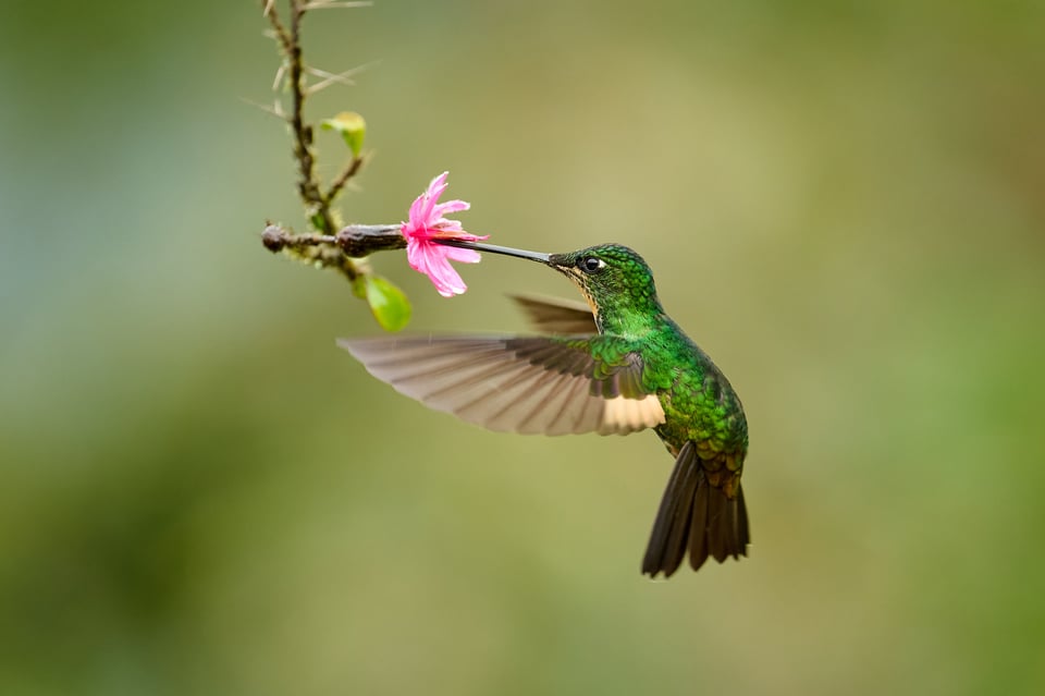 Buff-winged Starfrontlet