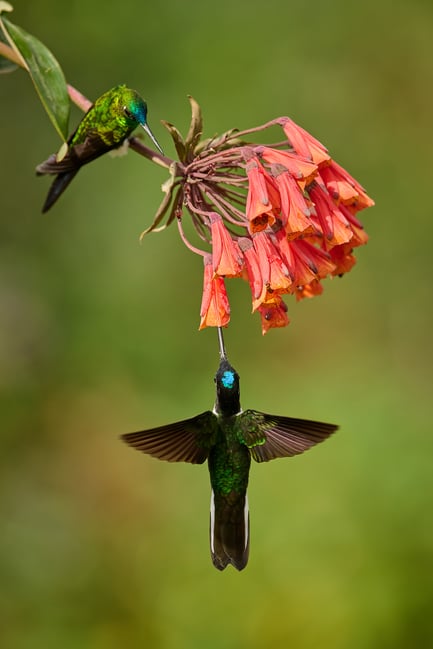 Buff-winged Starfrontlet_02