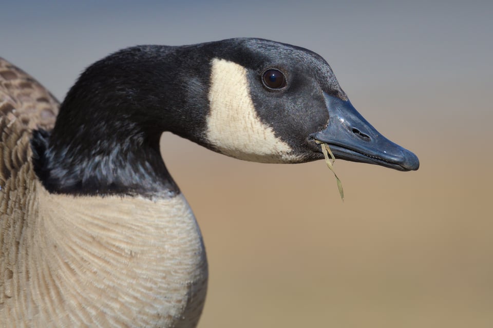 Canada_Goose_Eating_Grass_jpolak