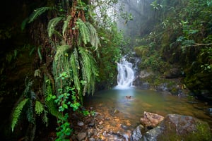 Cloud forest_Colombia