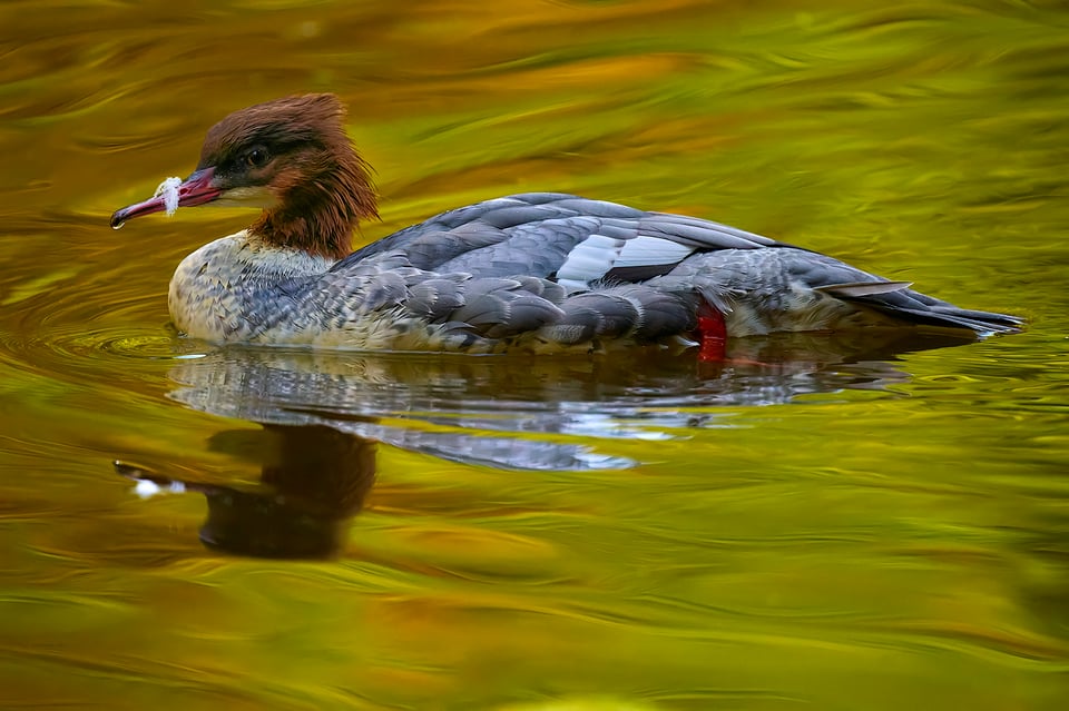 Common merganser