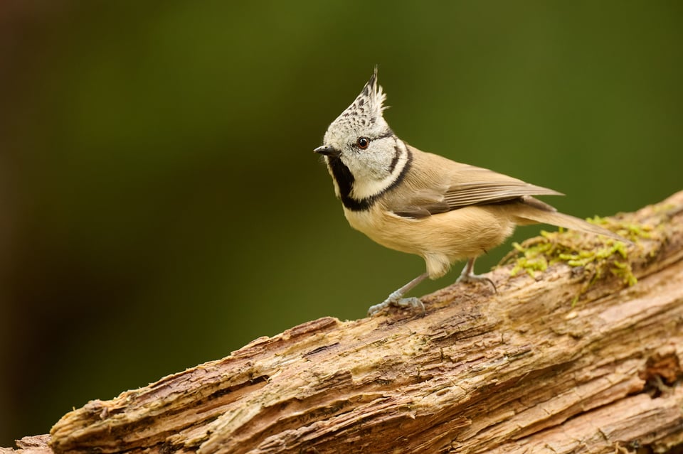 Crested tit bird photo