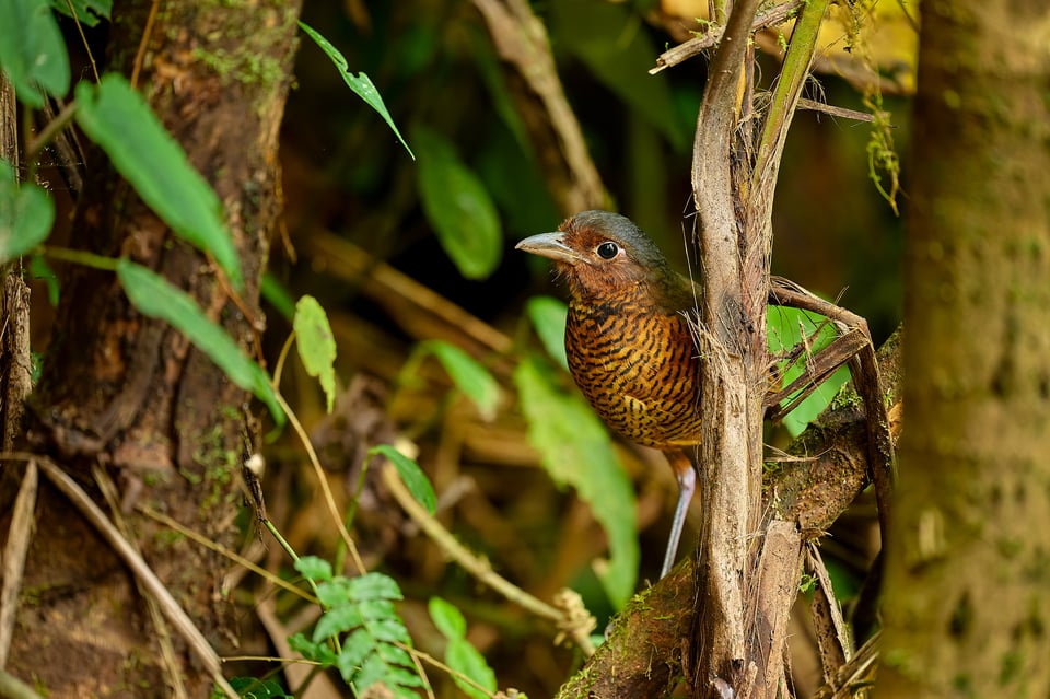 Giant Antpitta_02