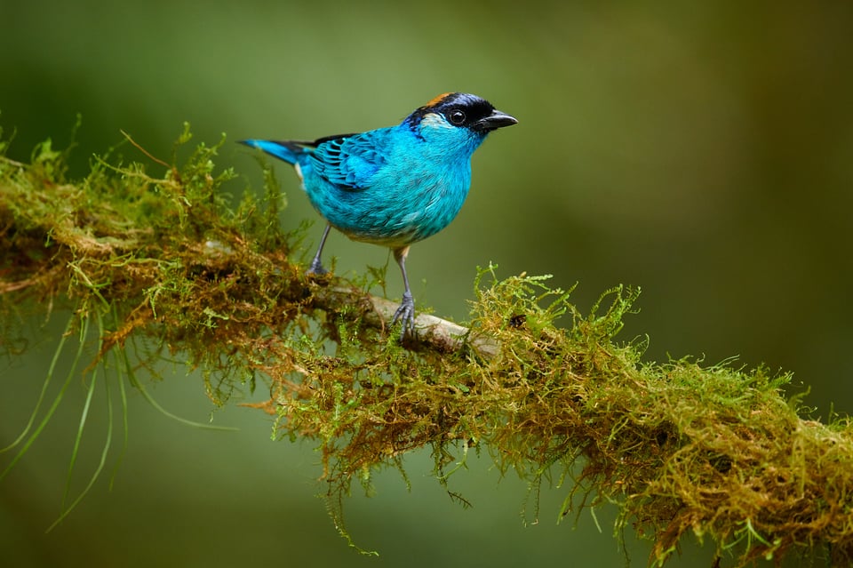 Golden-naped tanager