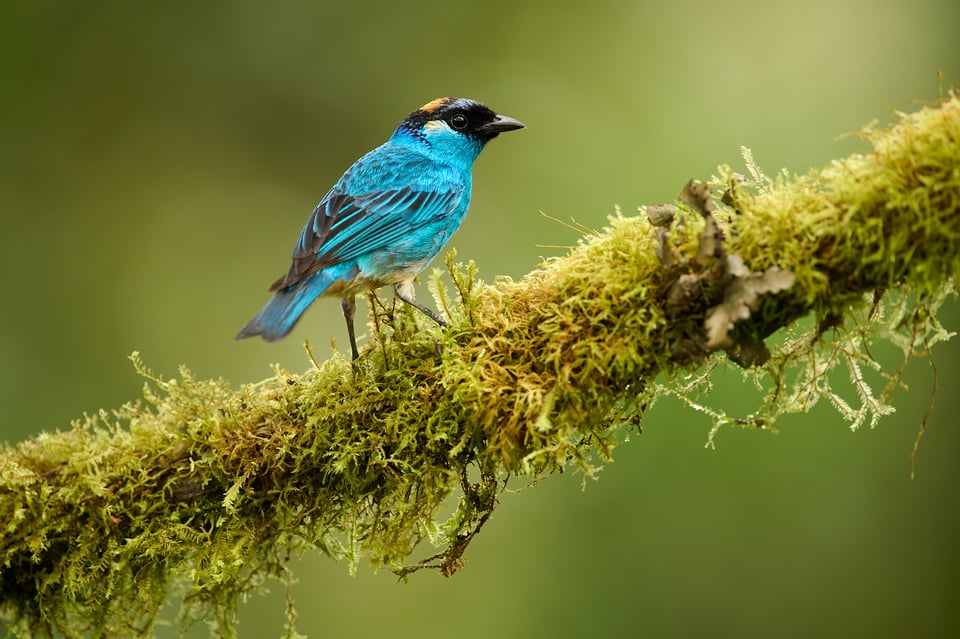 Golden-naped tanager