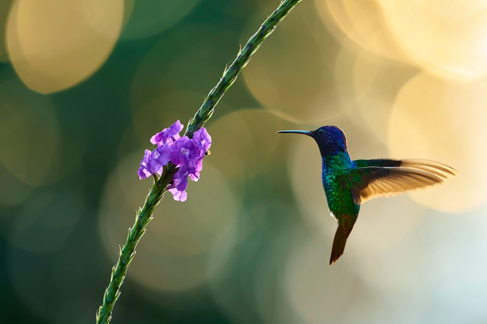 Golden-tailed Sapphire