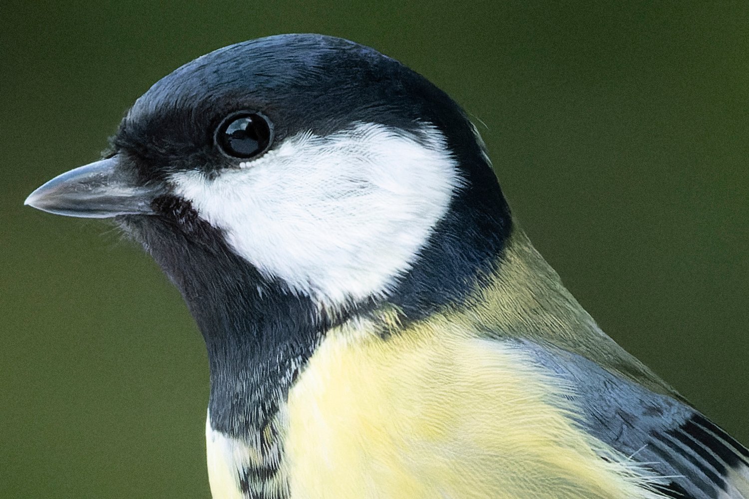 Great Tit_PureRaw2