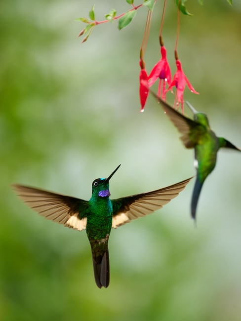 Hummingbirds fight_02