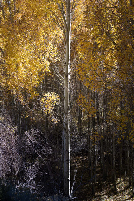 Lone Aspen Trunk Nikon Z 40mm f2