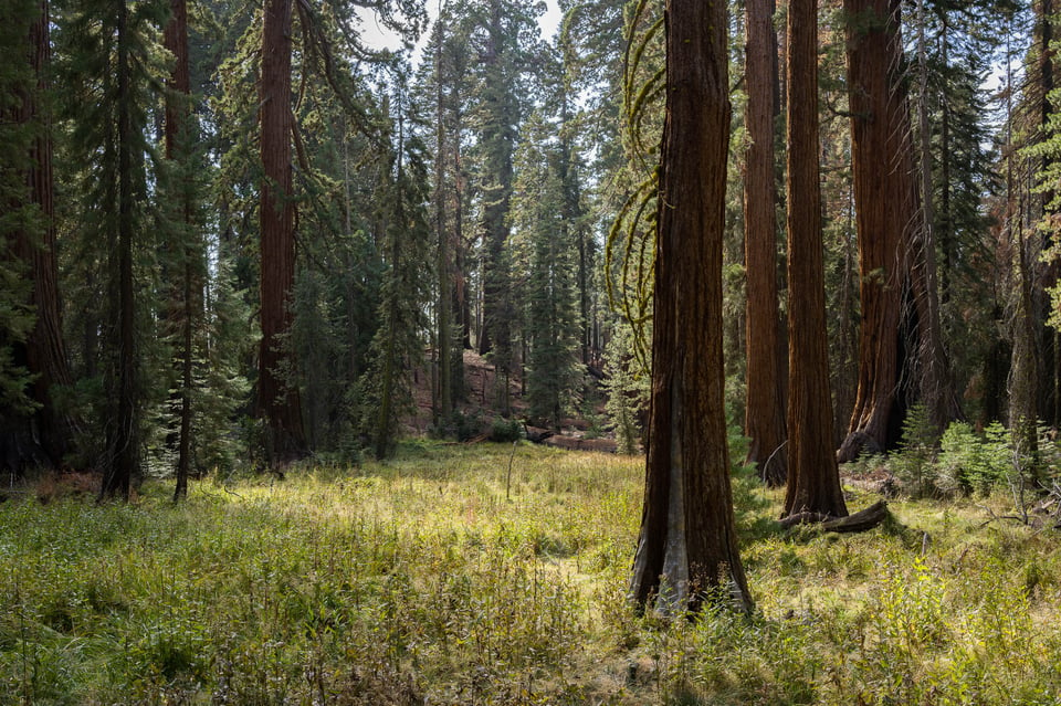 Mariposa Grove Sample Photo Nikon Z 40mm f2