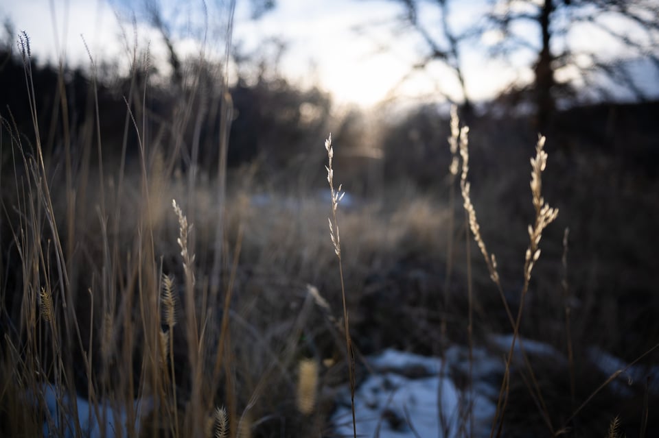 Nikon Z 28mm f2.8 Bokeh Sample 1