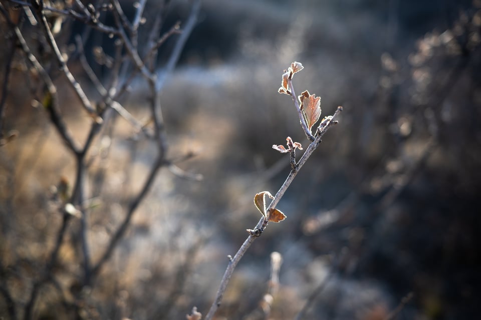 Nikon Z 28mm f2.8 Bokeh Sample 3