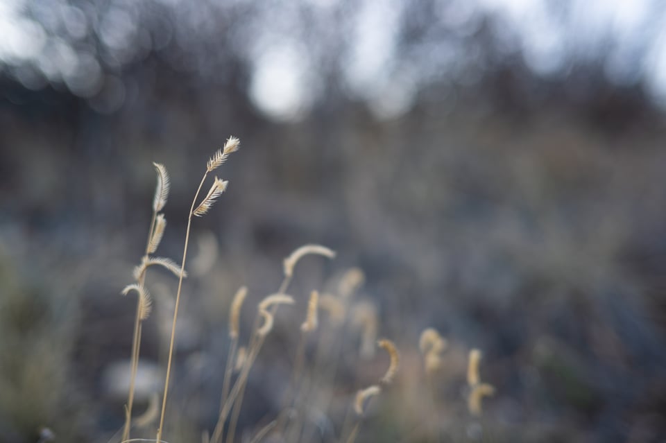 Nikon Z 40mm f2 Bokeh Close-Up