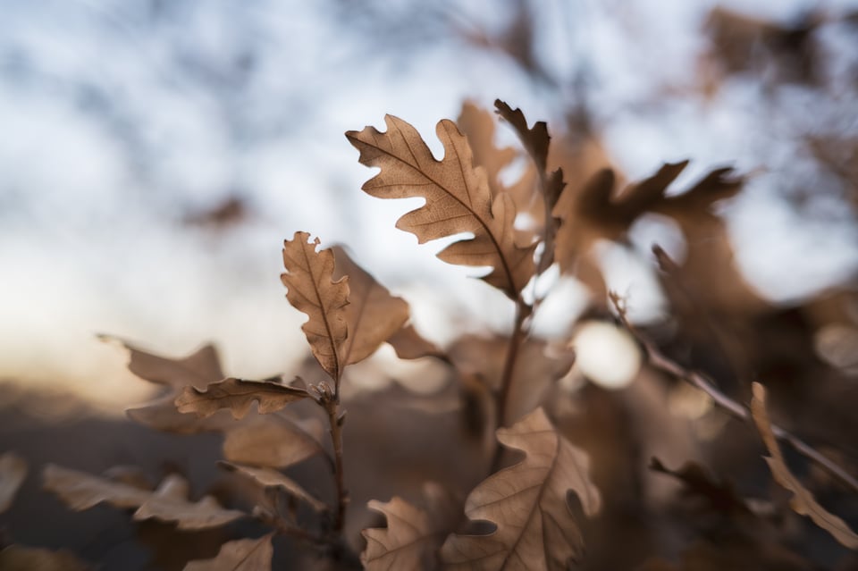 Nikon Z 40mm f2 Bokeh Example Leaves