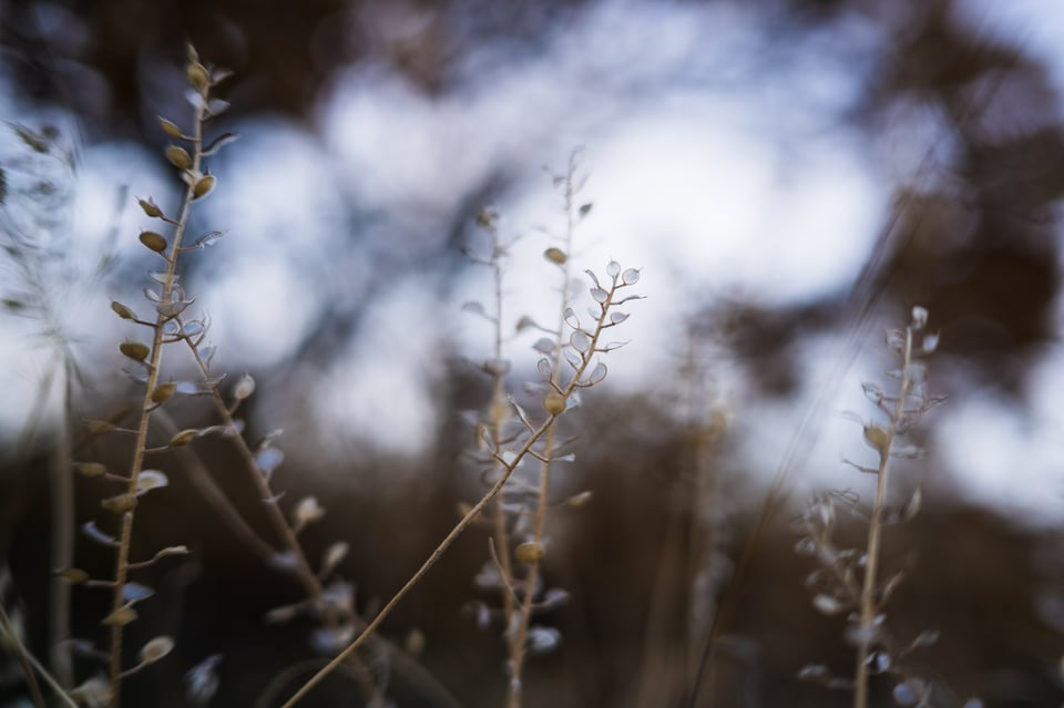 Nikon Z 40mm f2 Bokeh Example Plant