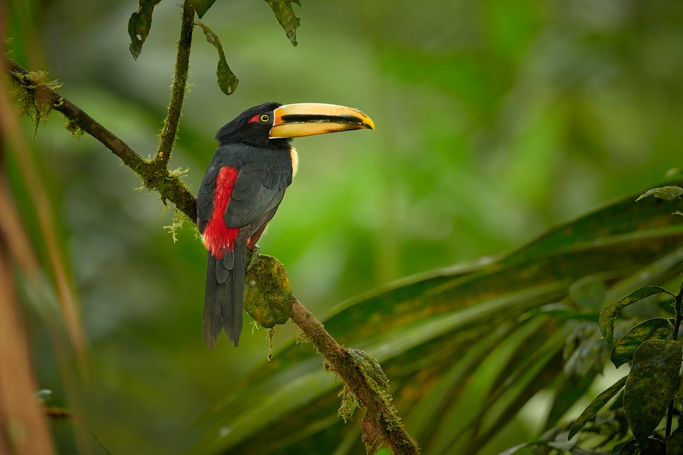 Pale-mandibled Aracari