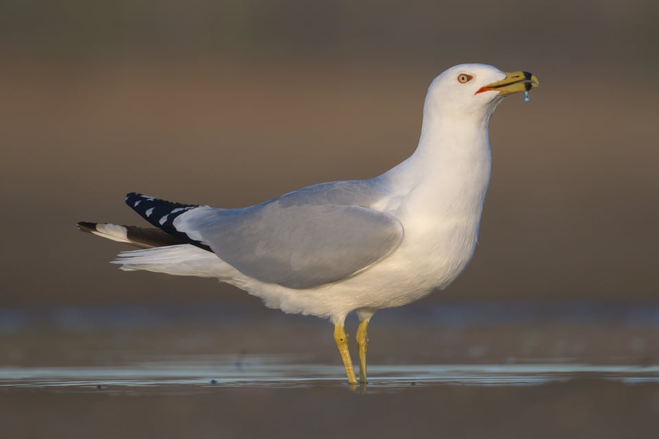 Ring_Billed_Gull_Water_Drip_jpolak