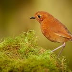 Rufous Antpitta