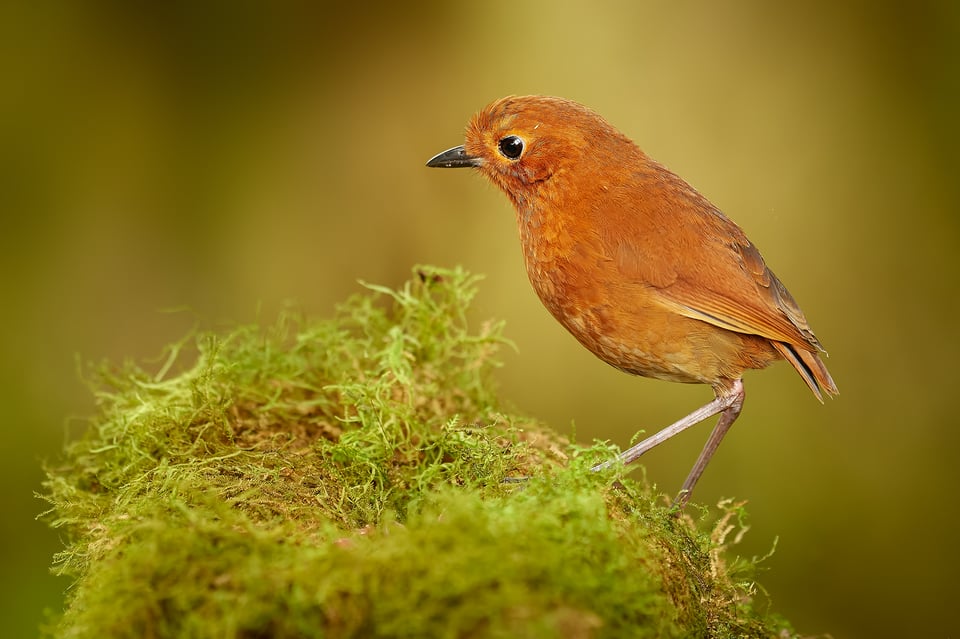 Rufous Antpitta