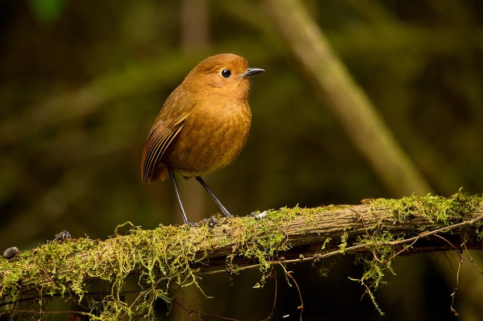 Rufous Antpitta