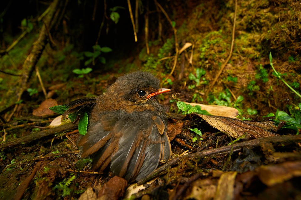 Rufous Antpitta_Chick