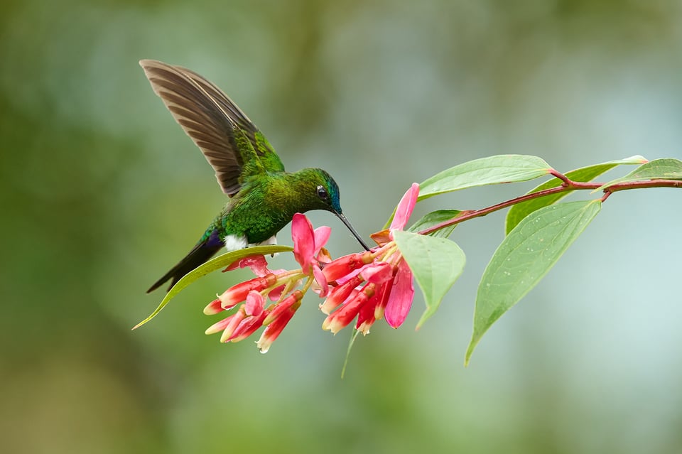 Sapphire-vented puffleg