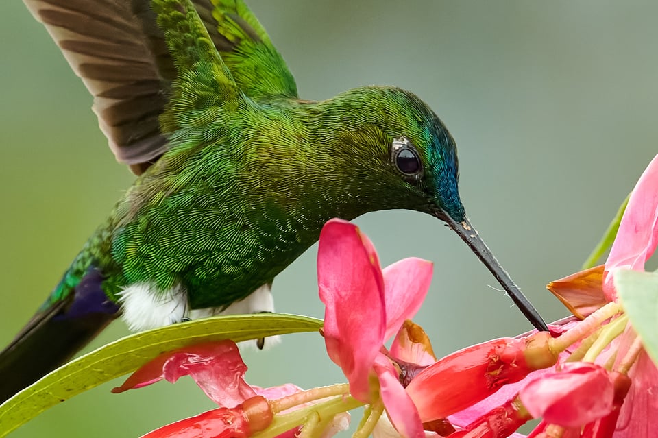 Sapphire-vented puffleg_crop