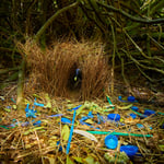 Satin bowerbird