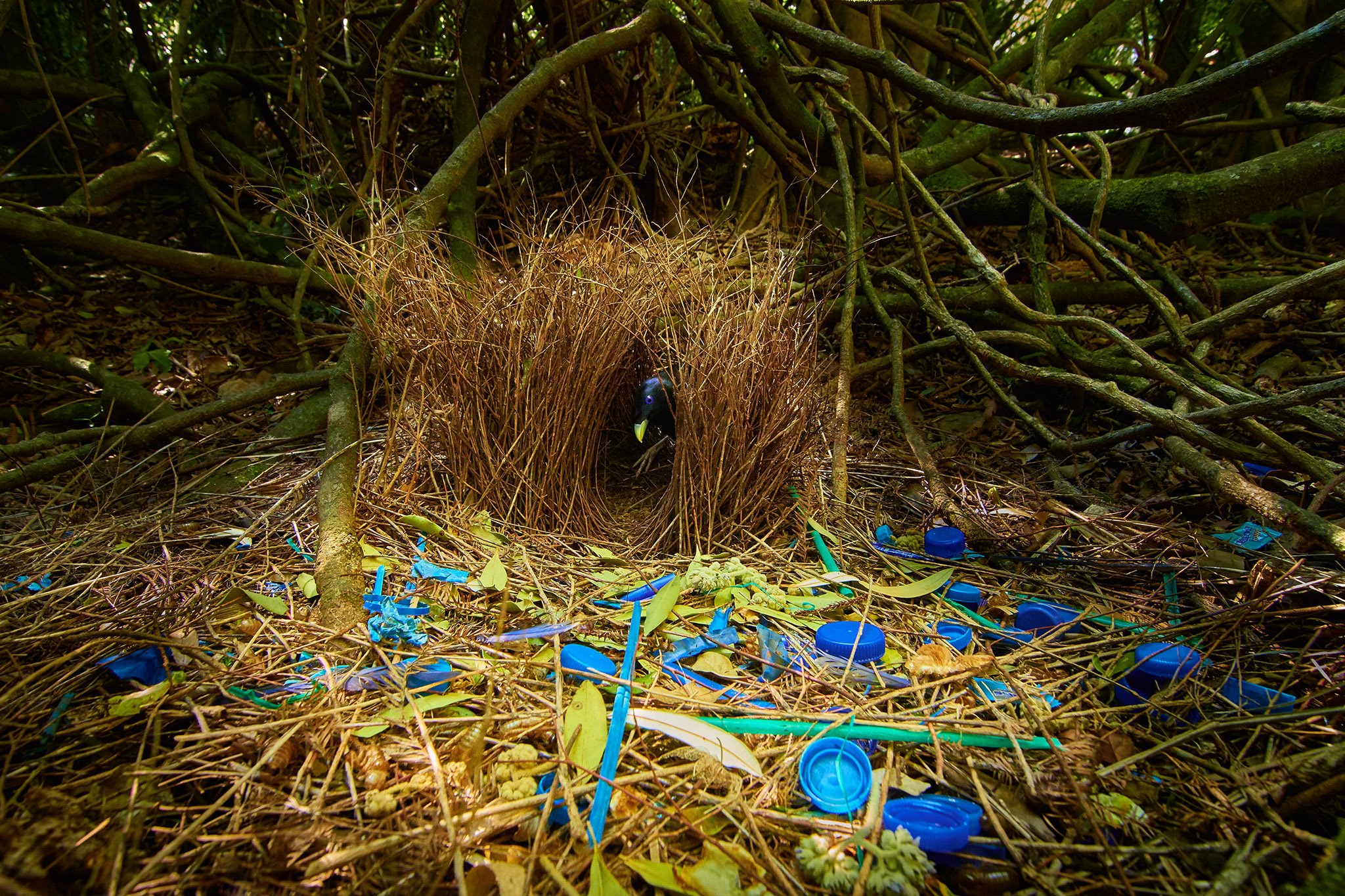 Architects of Nature Series: Avian Builders and the Complexity of Bird Nests