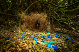 Satin bowerbird