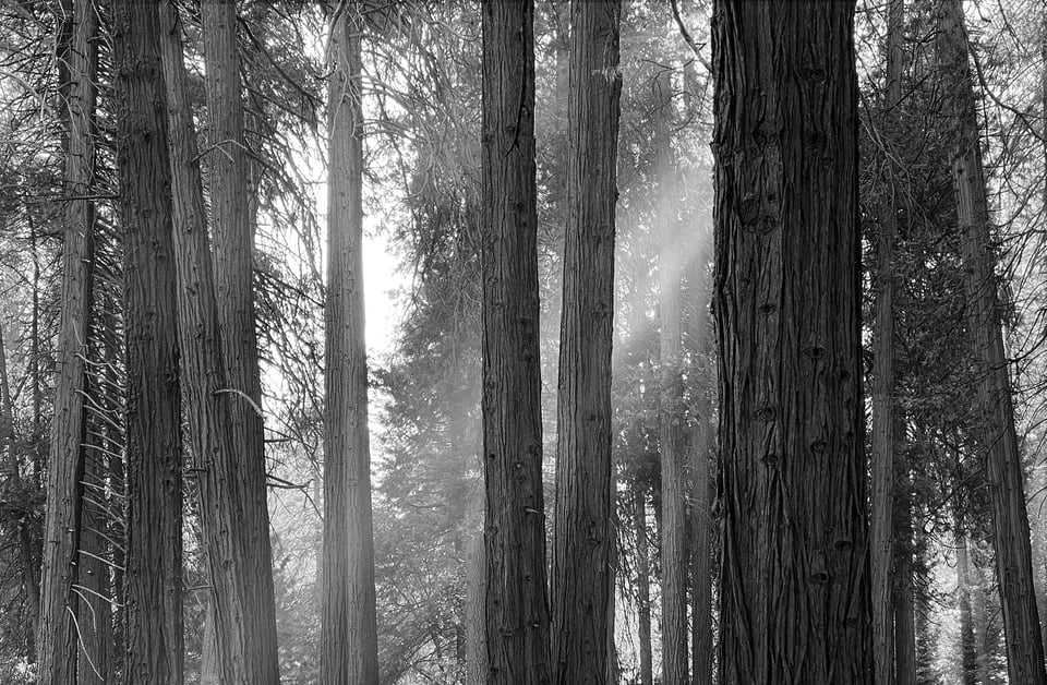 Sunbeams through the trees