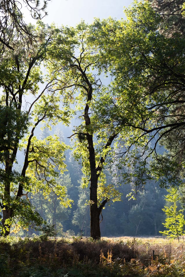 Sunrise Backlit Tree in Yosemite Valley