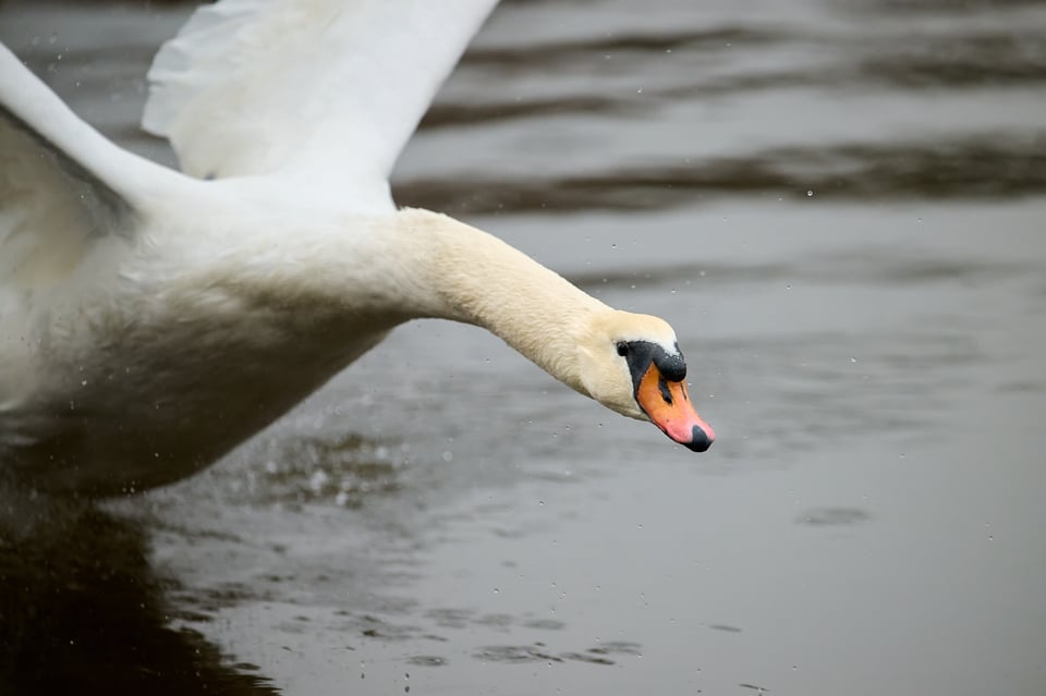 Swan_Firmware 3